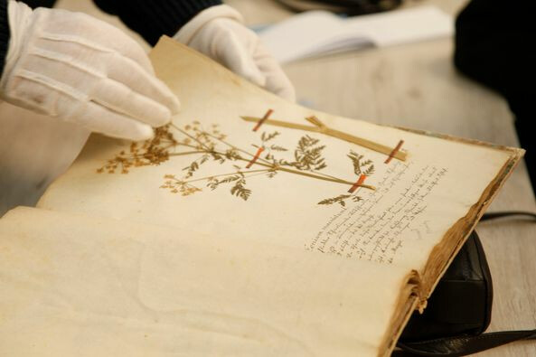 Tajemnice słupskiego Herbarium